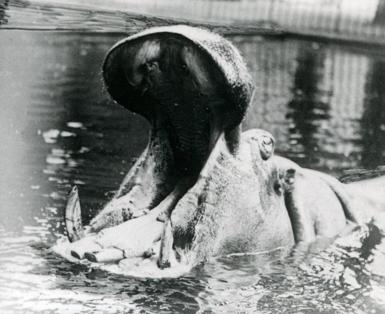 A Female Hippopotamus, 'Guy Fawkes' Gaping in a Pool at London Zoo ...