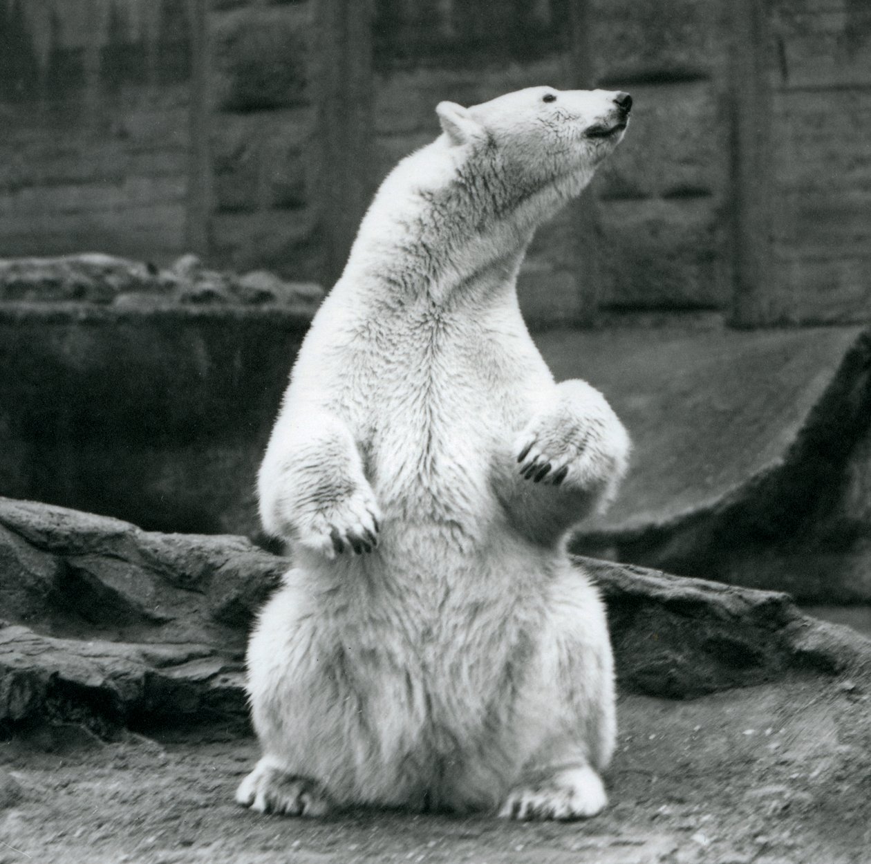 A female Polar Bear sitting on her haunches on the Mappin Terraces at London Zoo in September 1928 by Frederick William Bond