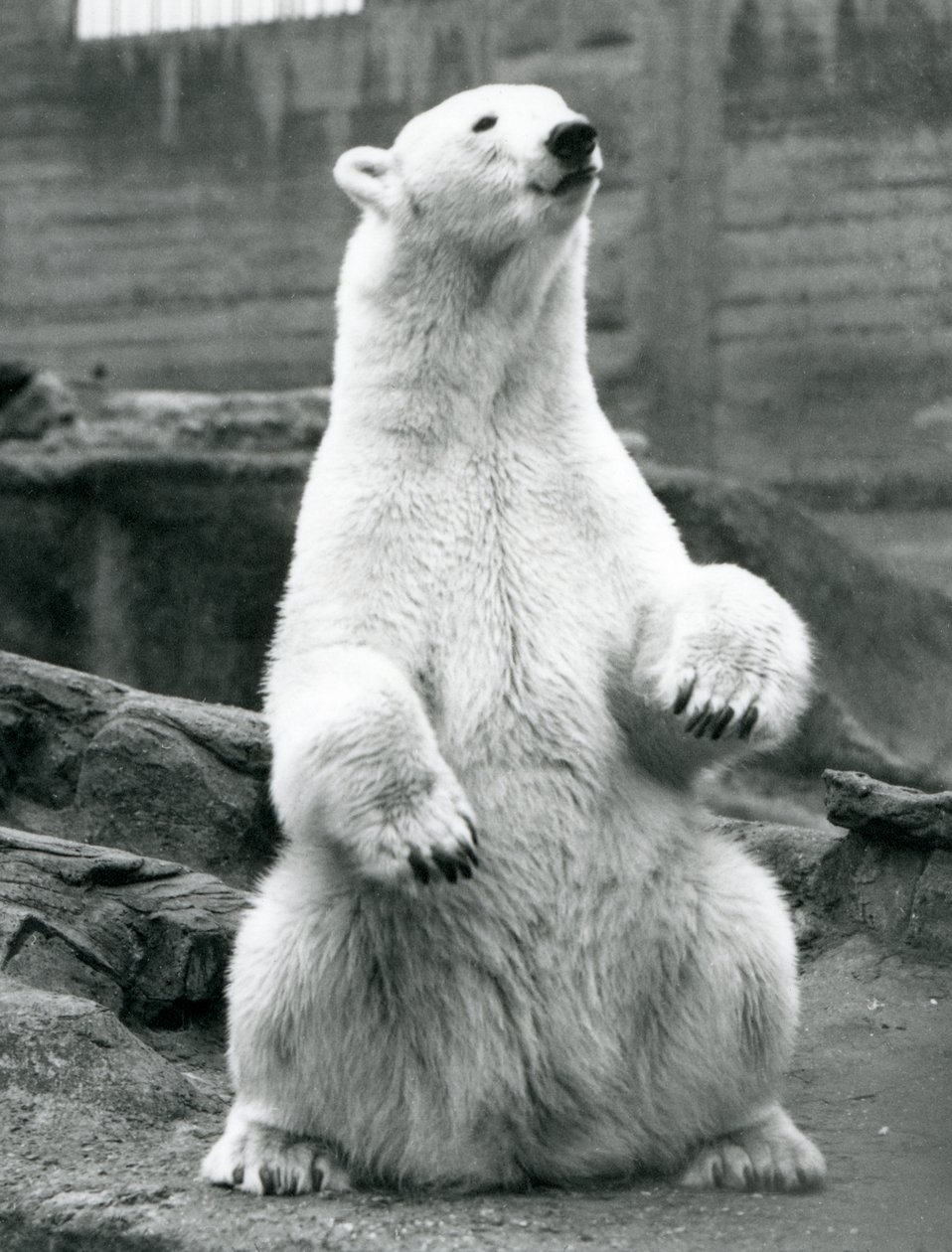 A female Polar Bear sitting on her haunches on the Mappin Terraces at London Zoo in September 1928 by Frederick William Bond