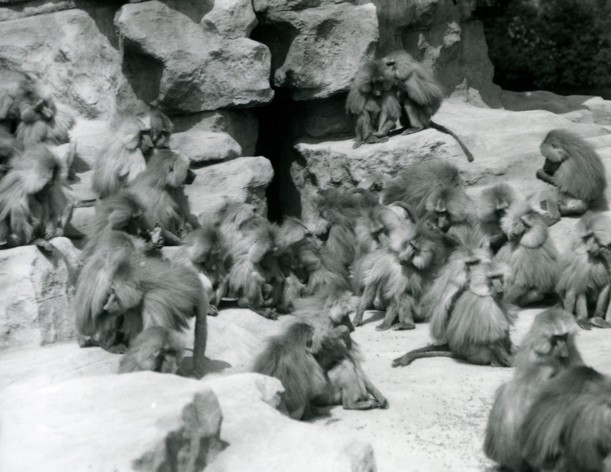 A Group or Troop of Sacred Baboons Sitting on Rocks in Their Enclosure, London Zoo, July 1925 by Frederick William Bond