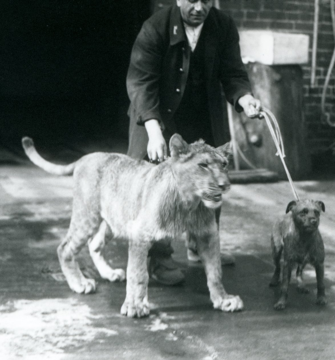 A keeper taking a dog and young lion for a walk, London Zoo, August 1925 by Frederick William Bond