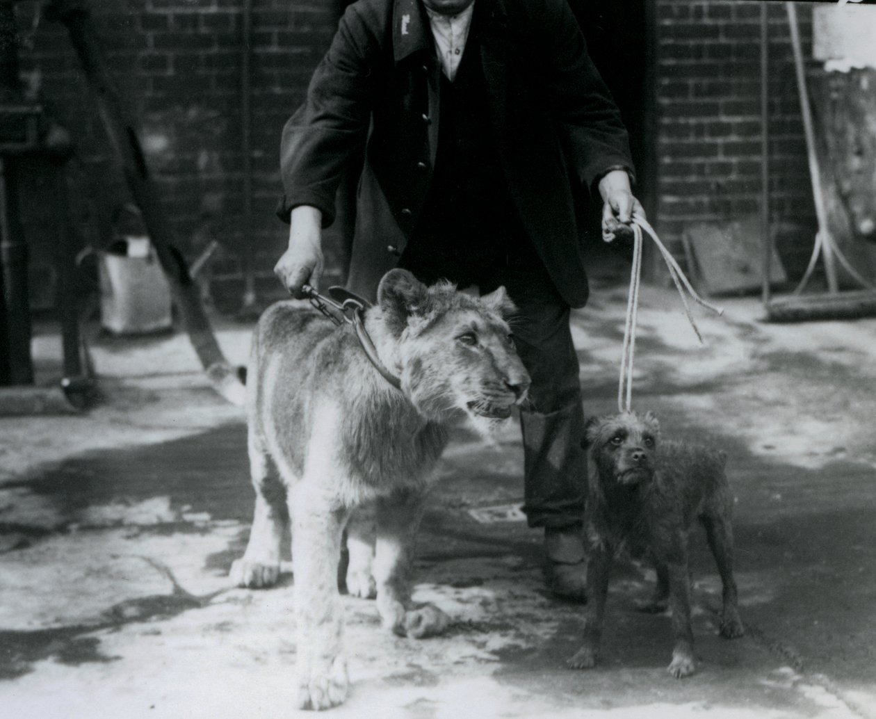 A keeper taking an Irish Terrier and young Lion for a walk on leads, London Zoo, September 1925 by Frederick William Bond