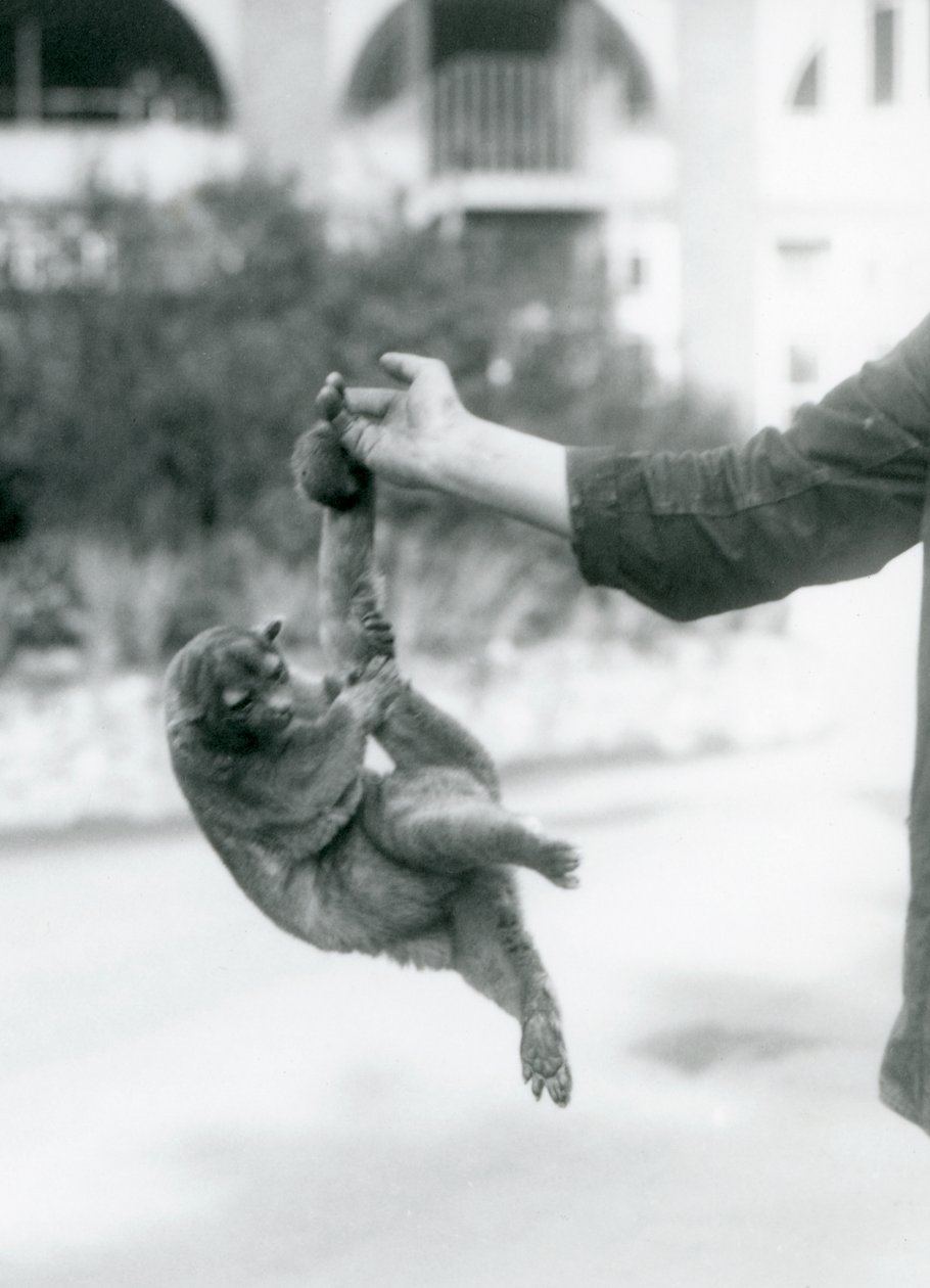 Kinkajou at London Zoo, September 1925 by Frederick William Bond