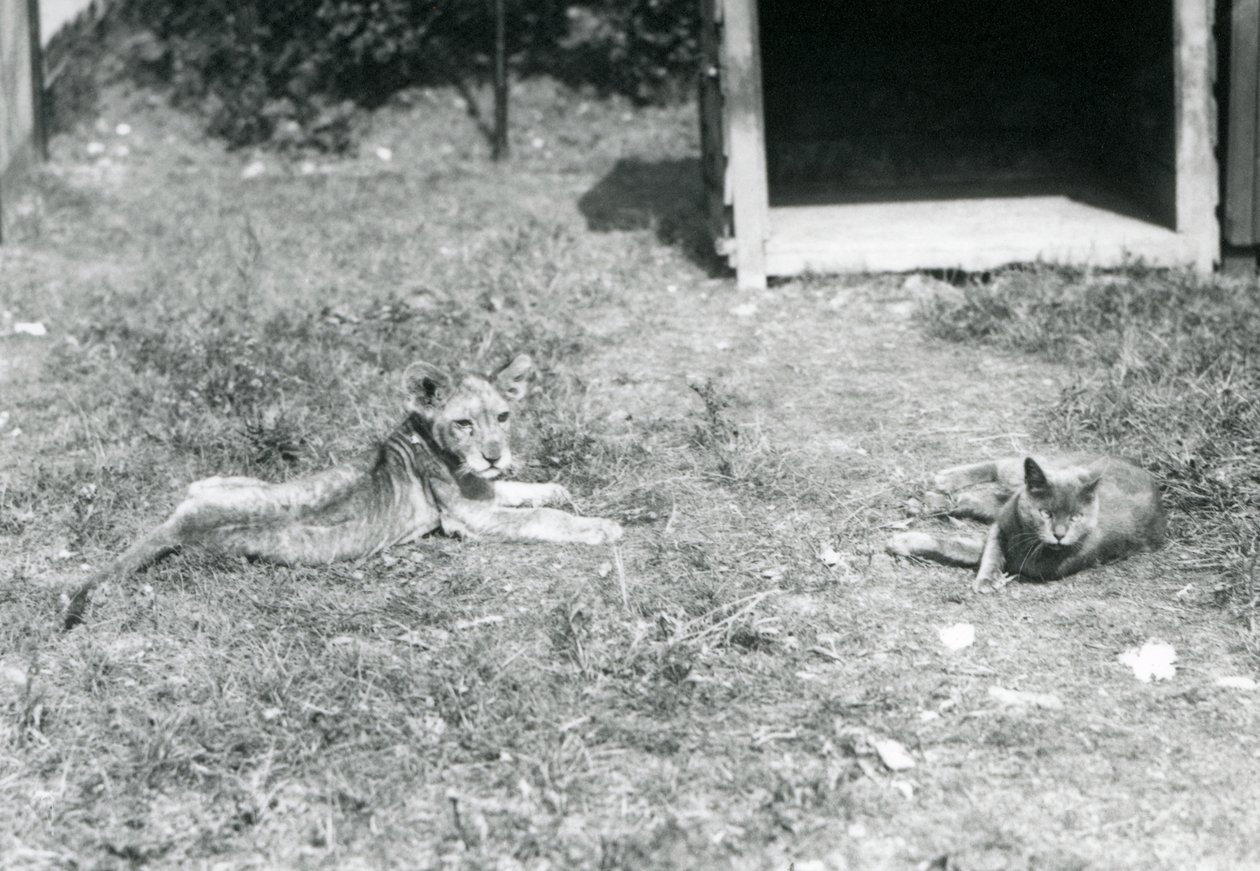Lion Cub with Domestic Cat at London Zoo, July 1925 by Frederick William Bond