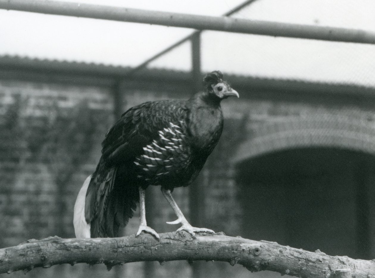 A Male Veillot