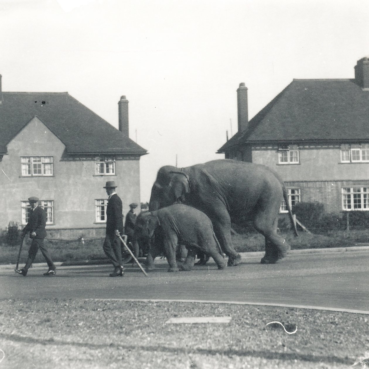 A Pair of Indian Elephants Walking from Tilbury to ZSL Whipsnade by Frederick William Bond