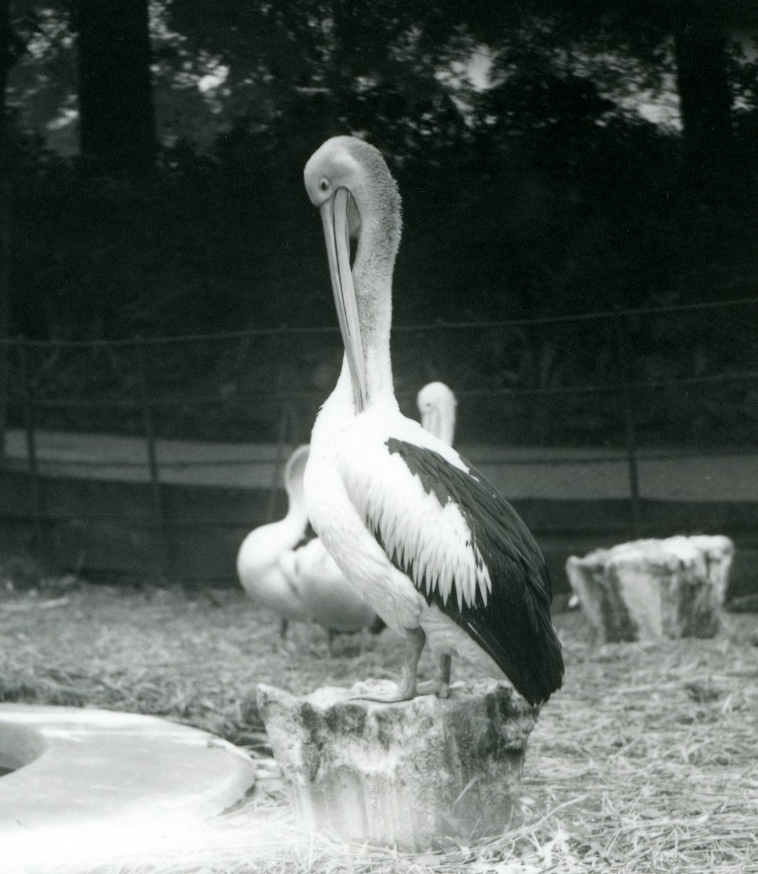Pelican Preening at London Zoo, September 1925 by Frederick William Bond