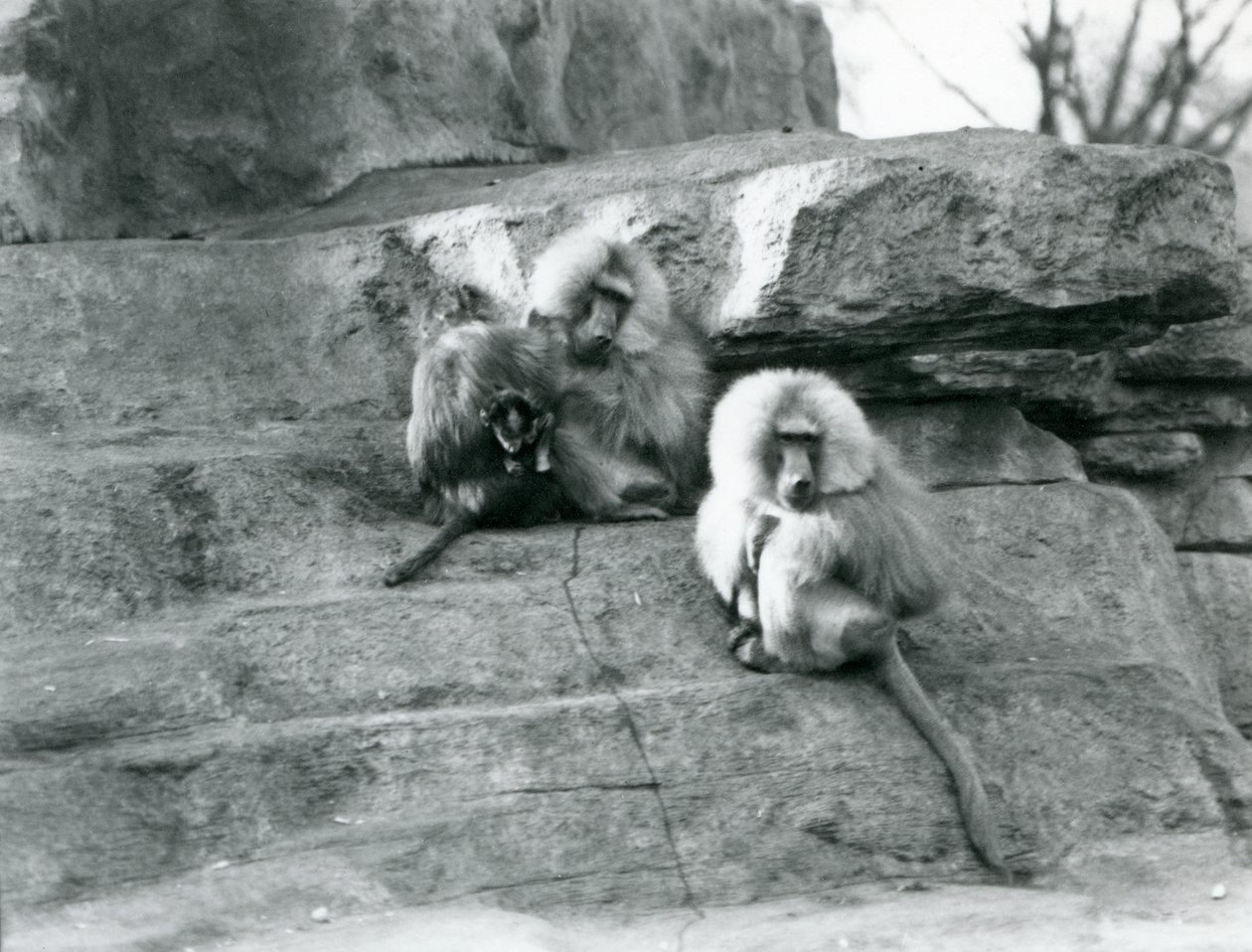 A small group of three adult and one baby Sacred Baboons among the rocks of 