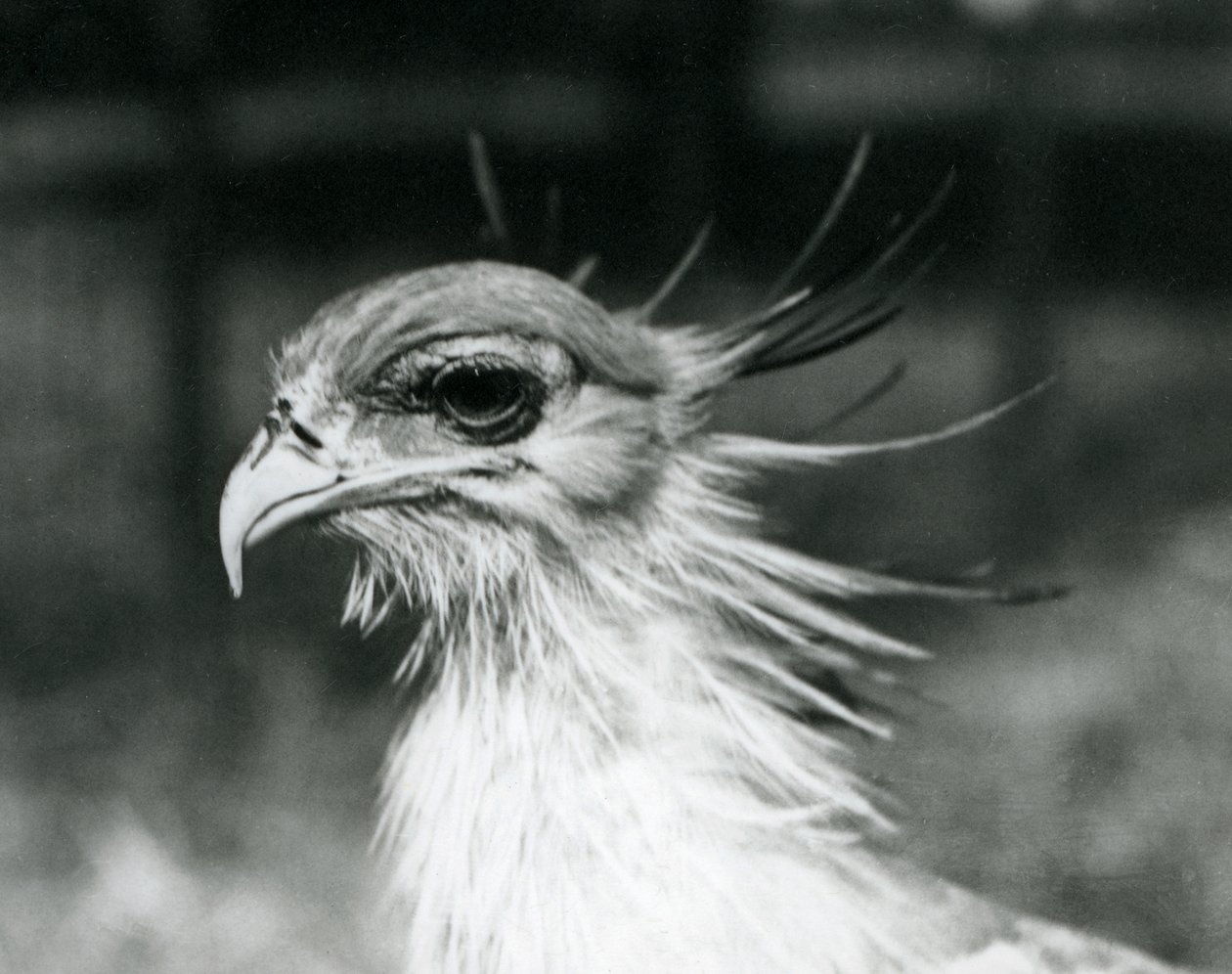 A Vulnerable Secretary Bird at London Zoo in 1928 by Frederick William Bond