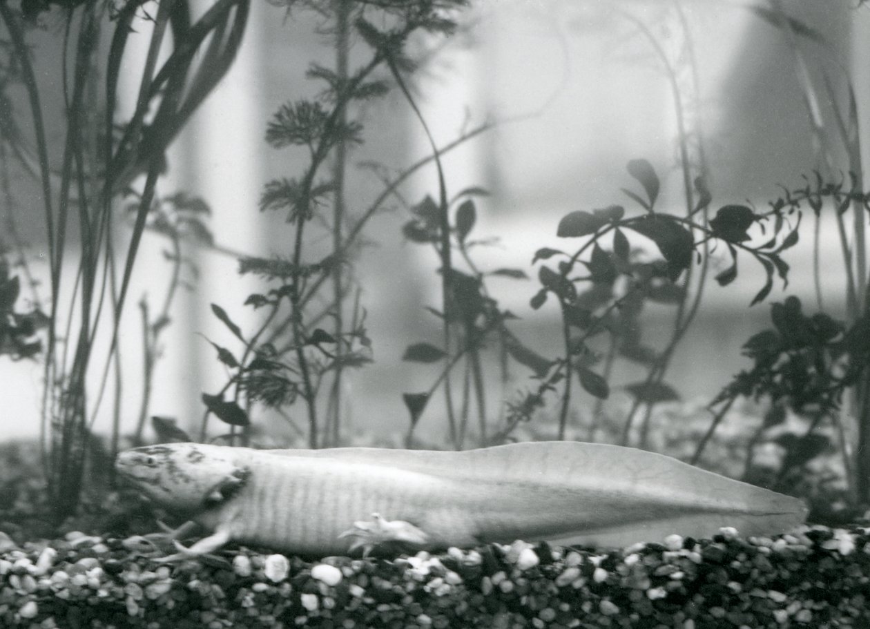 A white Axolotl/Mexican Salamander resting on gravel on the floor of a tank at London Zoo in 1928 by Frederick William Bond