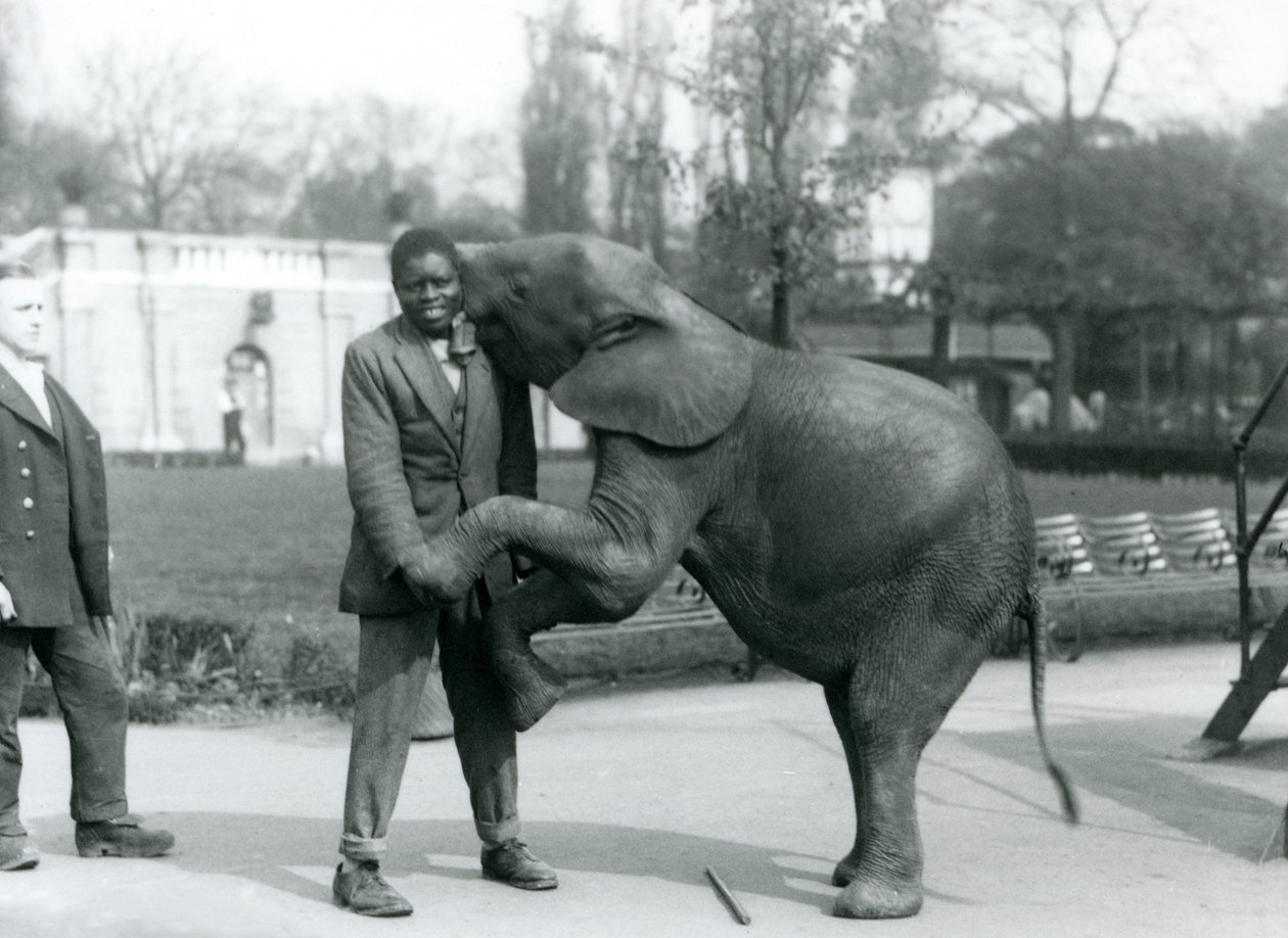 Young African Pygmy Elephant Stands on Her Hind Legs to Embrace Her African Trainer, While the Keeper Looks On, London Zoo, July 1925 by Frederick William Bond