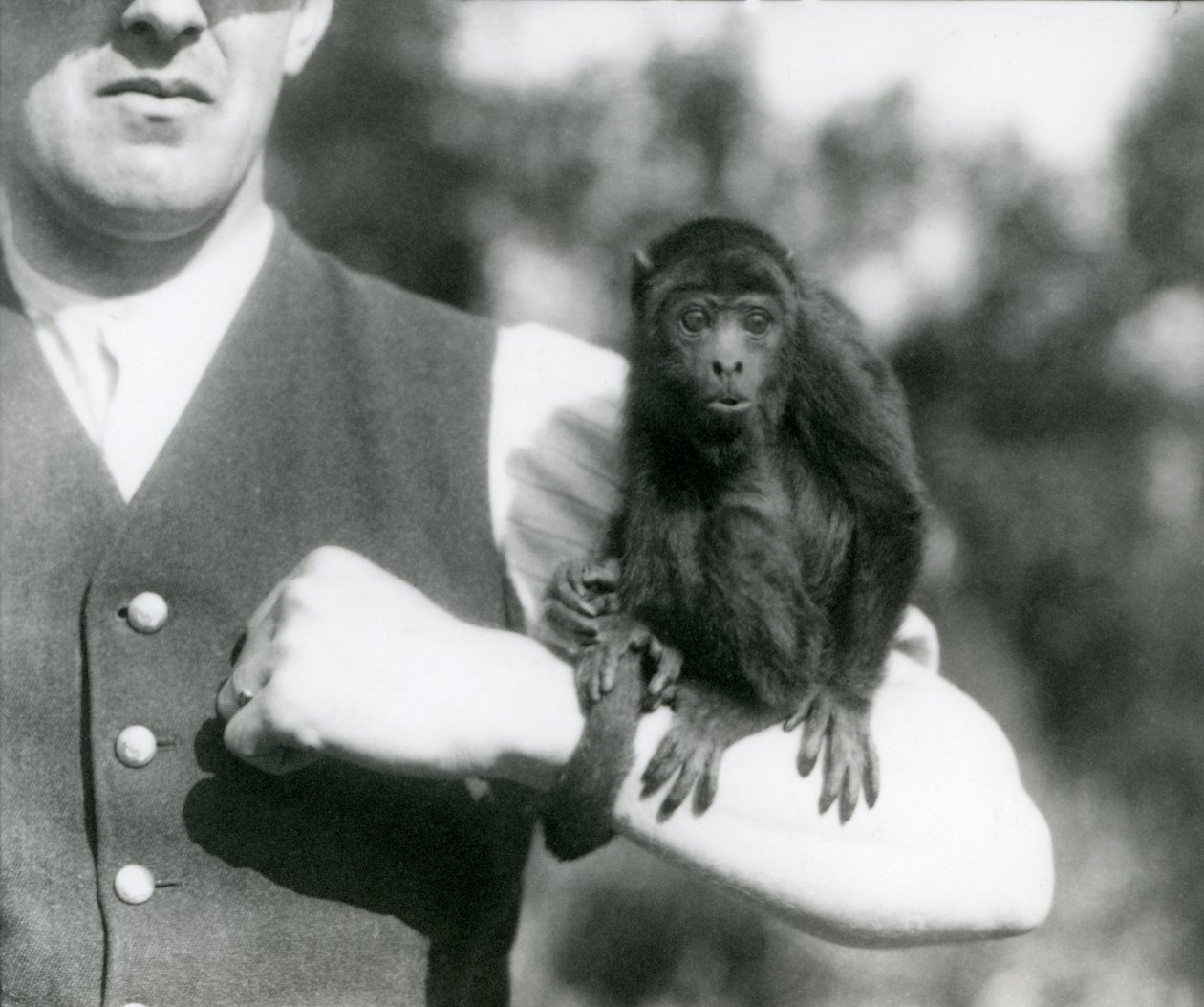 A Young Black Howler Monkey Sits on a Man