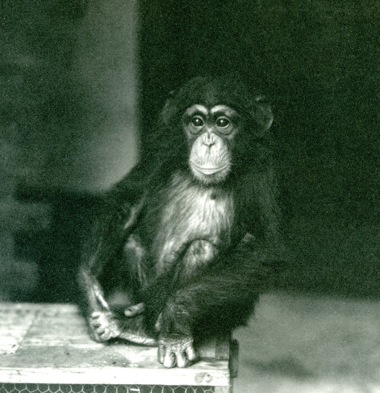 A Young Chimpanzee Sitting on a Wooden Crate at London Zoo in 1924 by Frederick William Bond