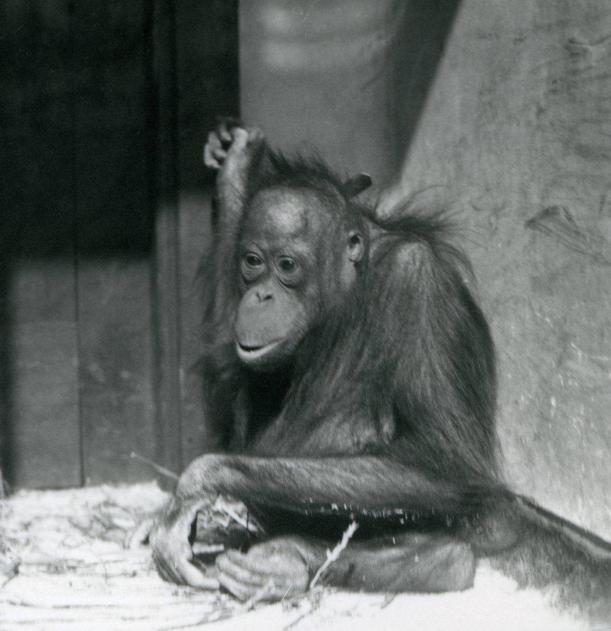 A young Orangutan sitting in its enclosure at London Zoo, October 1925 by Frederick William Bond