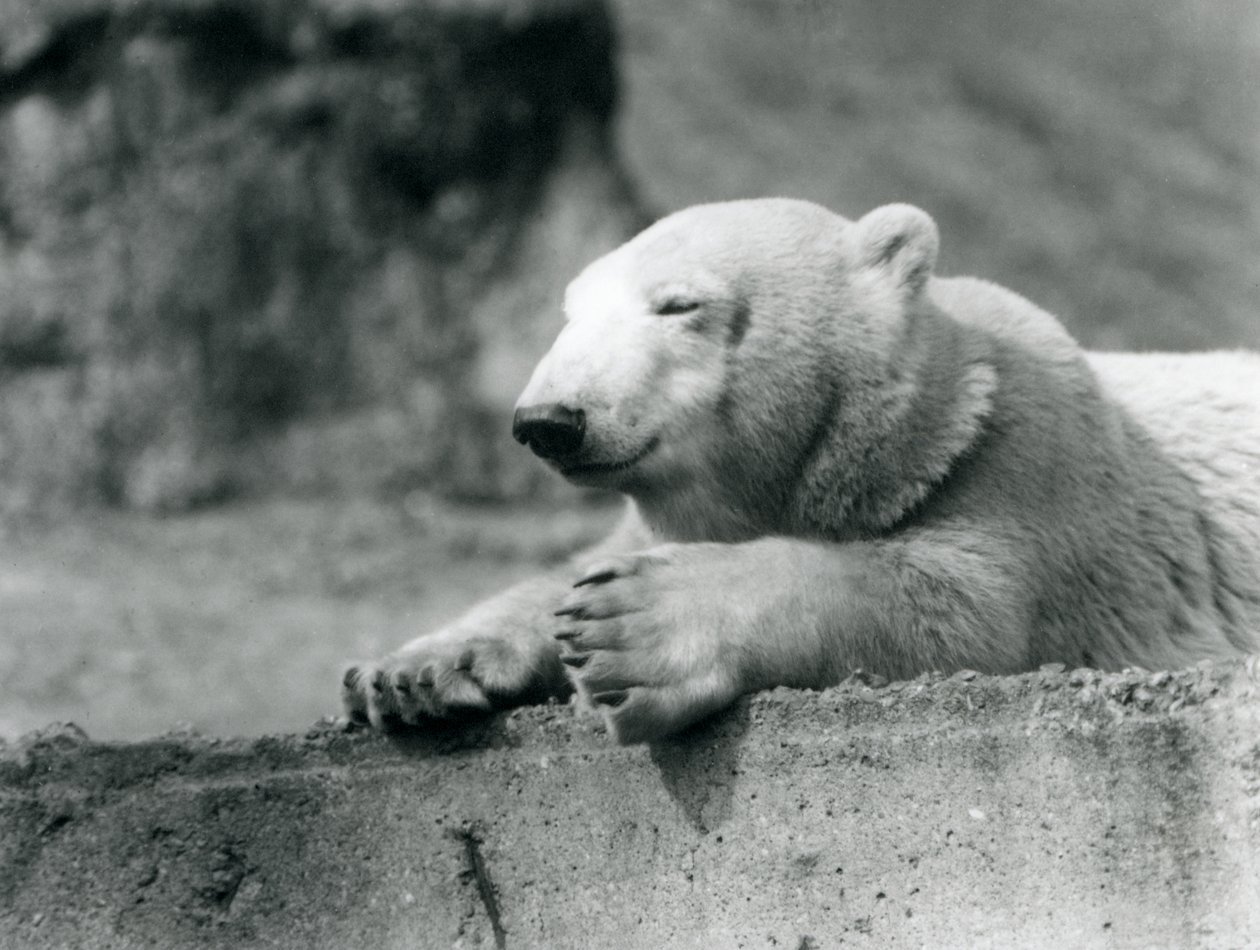 A young Polar Bear resting on a concrete ledge at London Zoo in 1927 by Frederick William Bond