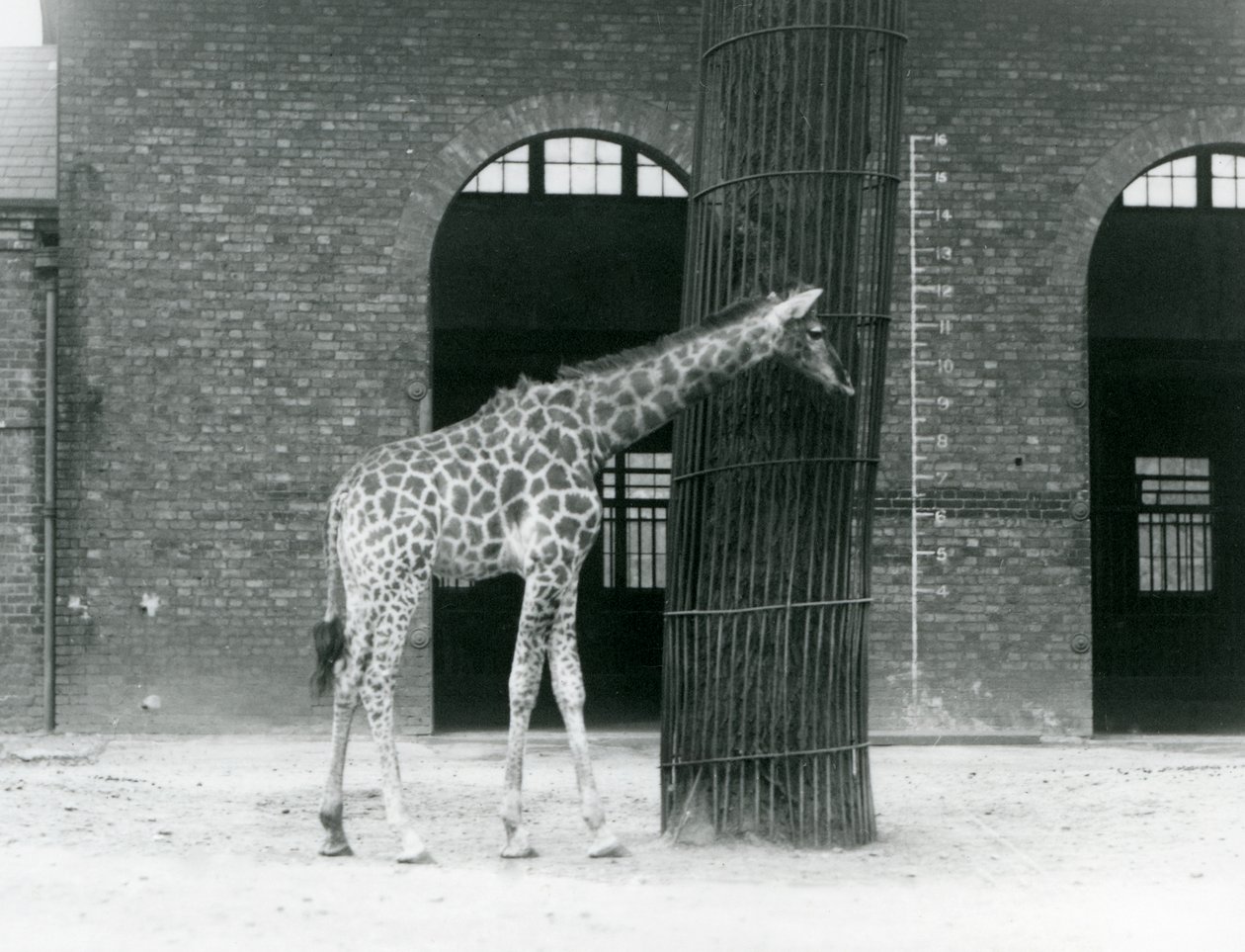 A Young Female Giraffe Standing in Front of a Tree, in the Paddock Outside the Giraffe House, London Zoo by Frederick William Bond