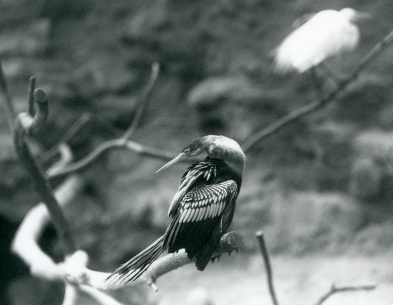 An Anhinga (American Darter, Snakebird, Water Turkey) Sitting on a Branch at London Zoo, September 1927 by Frederick William Bond