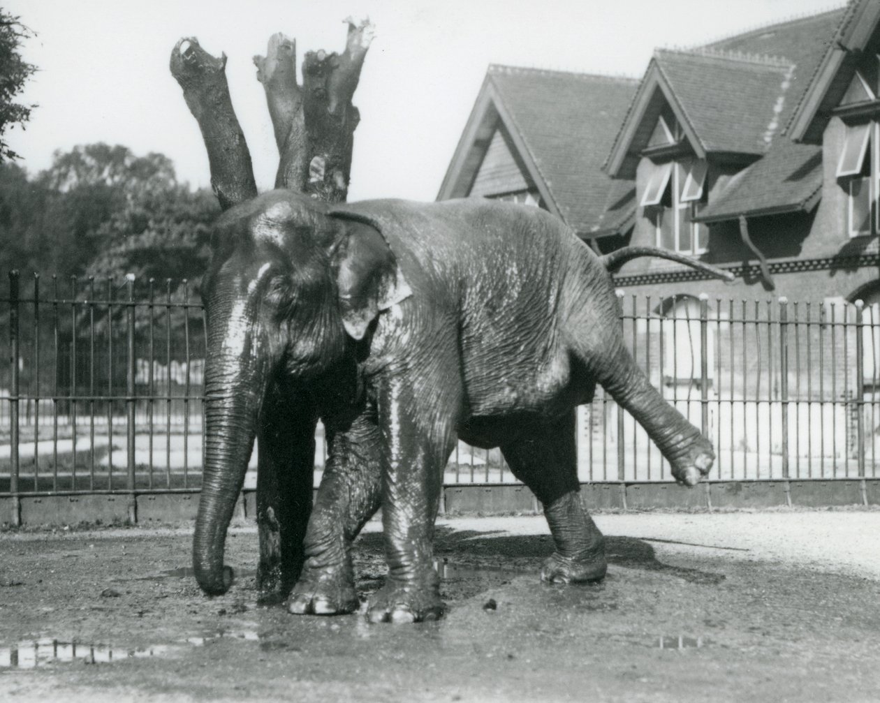An Asian Elephant scratching itself against a dead tree, while balancing on three legs, London Zoo by Frederick William Bond