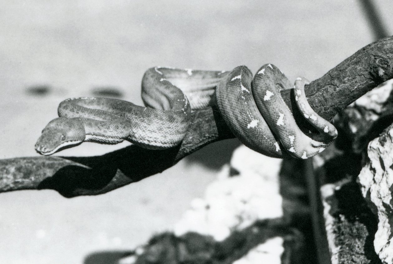 An Emerald Tree Boa with its body coiled along a branch, London Zoo, October 1928 by Frederick William Bond
