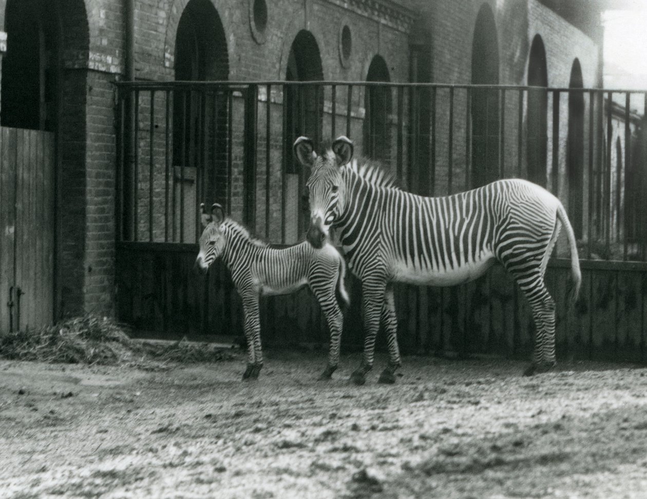 An Endangered Grevy