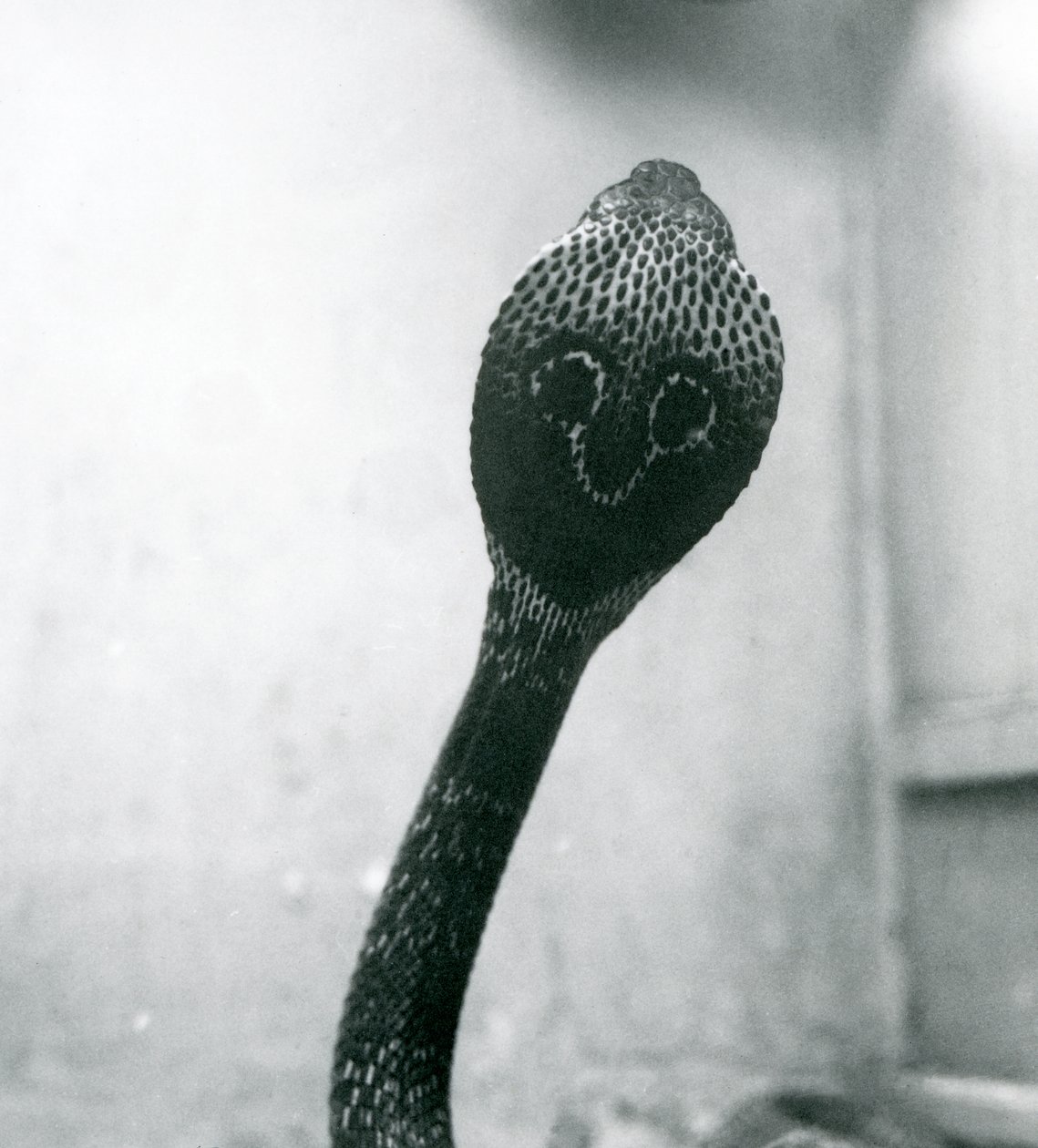 Indian Spectacled Asian Binocellate Cobra with Raised Head and Flared Hood, London Zoo, October 1925 by Frederick William Bond