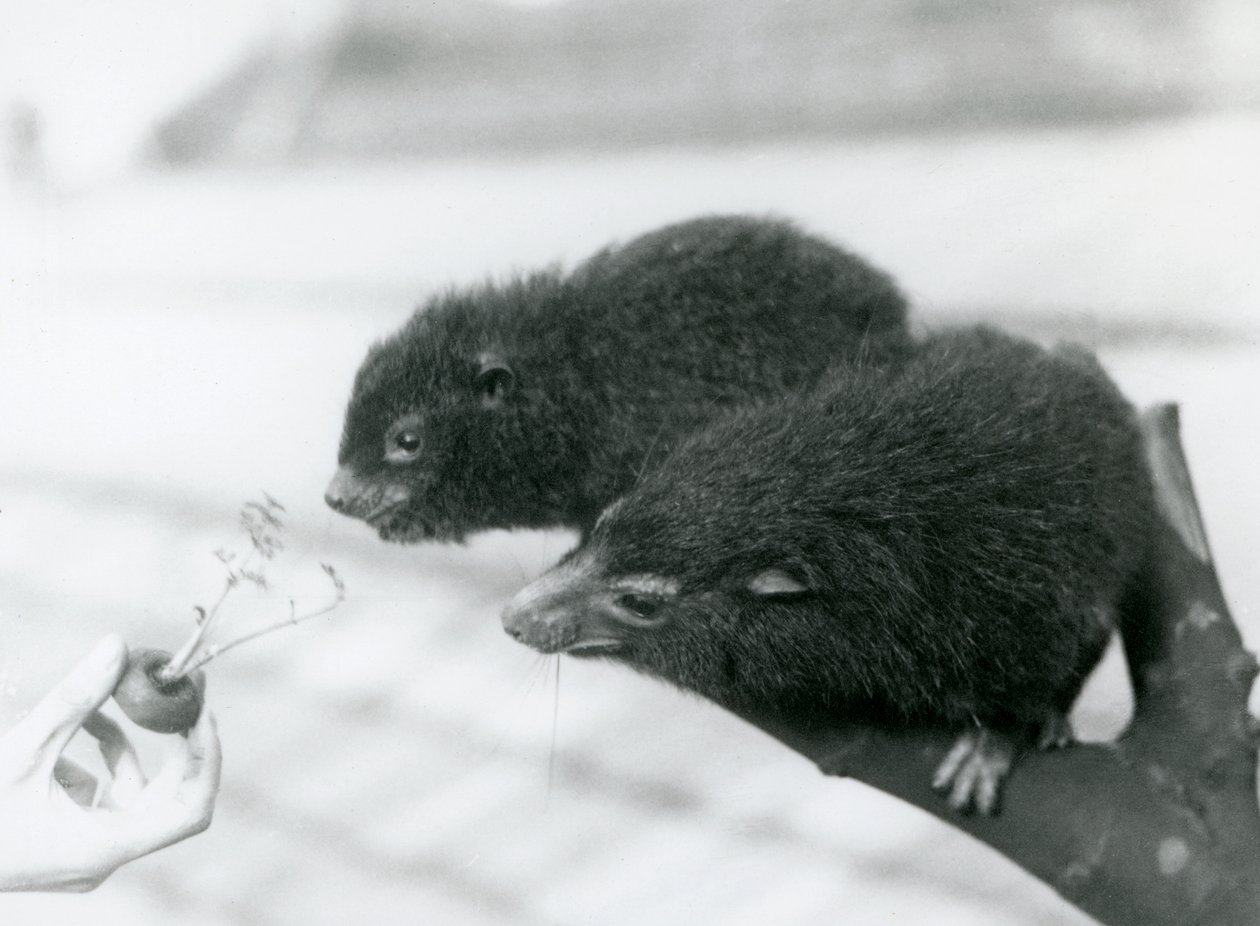 An Adult and Young Western Tree Hyrax Sitting on a Branch and Leaning Over to a Carrot Top Being Held for Them to Eat, London Zoo by Frederick William Bond