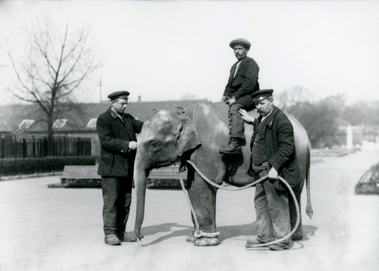An Baby Indian Elephant with Keepers A. Church and H. Robertson at London Zoo, June 1922 by Frederick William Bond