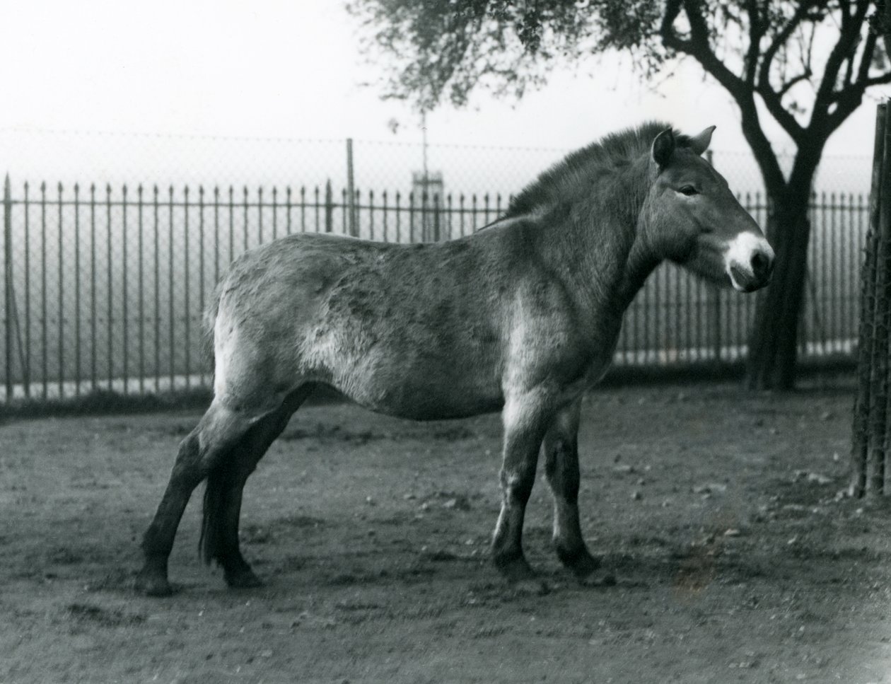 An Endangered Przewalski
