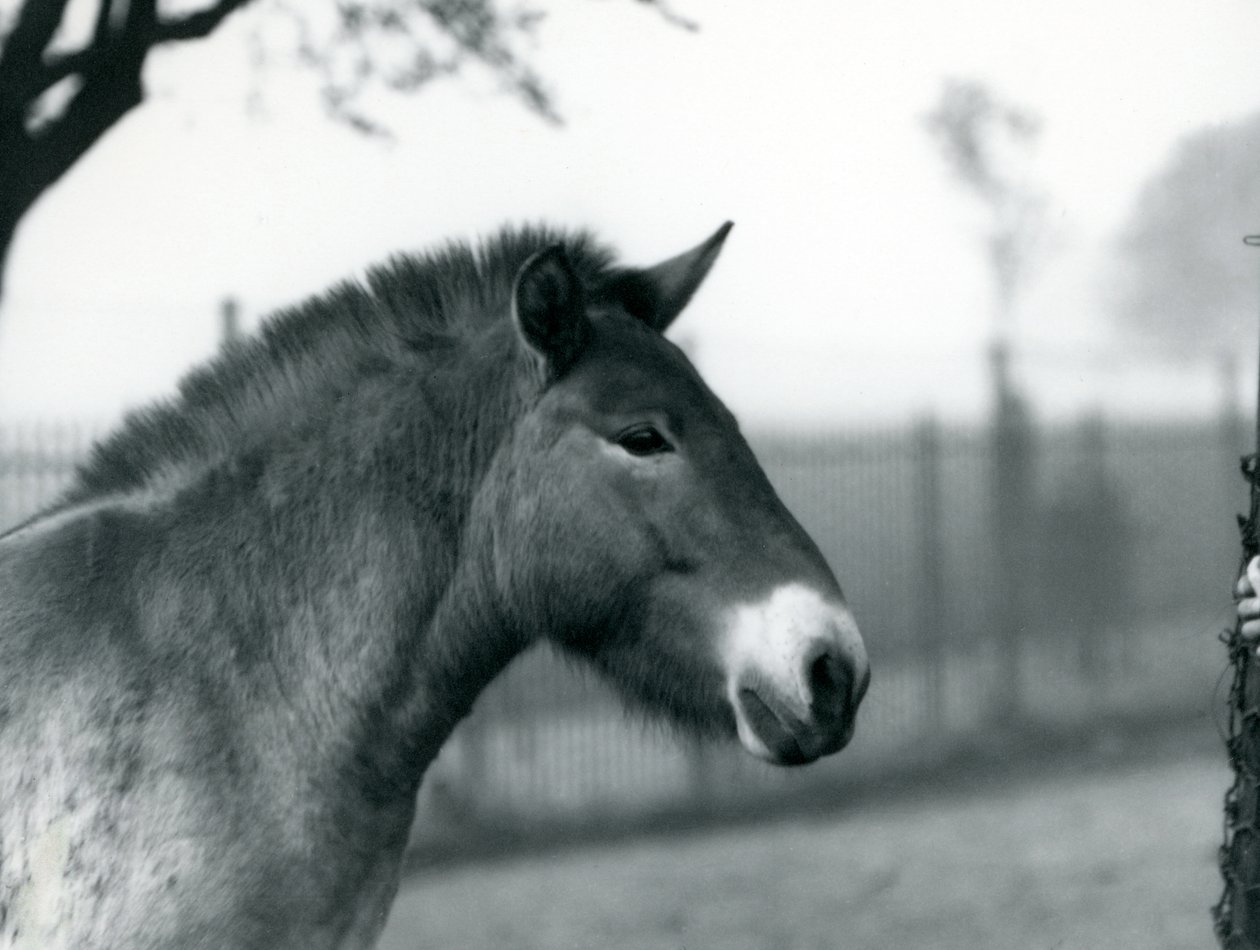 An Endangered Przewalski