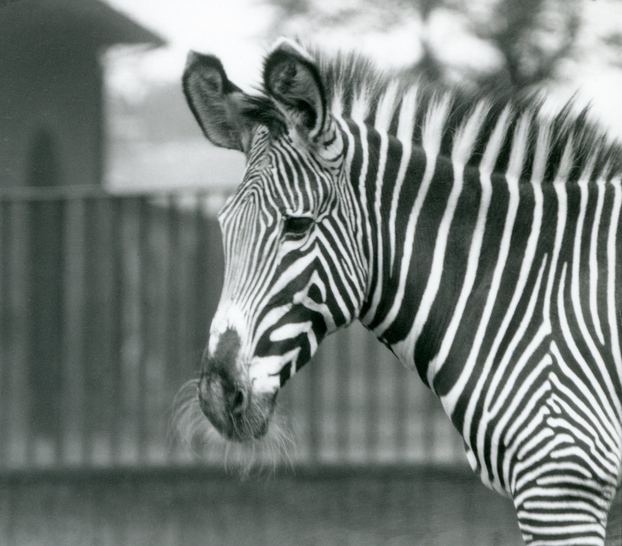 A Female Endangered Grevy