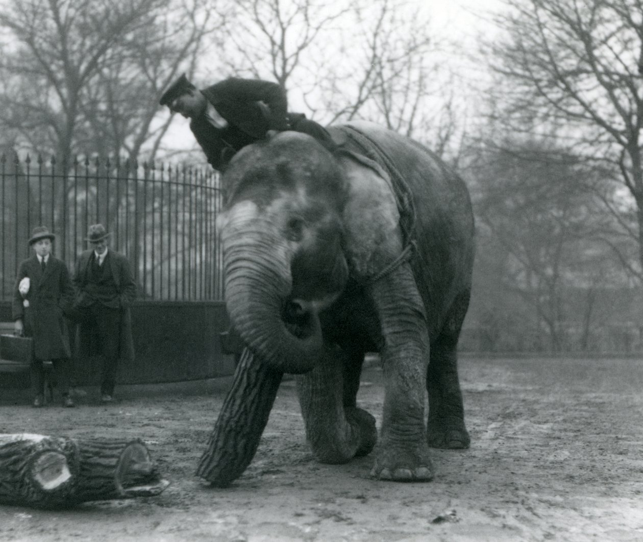 Female Asian Elephant, 