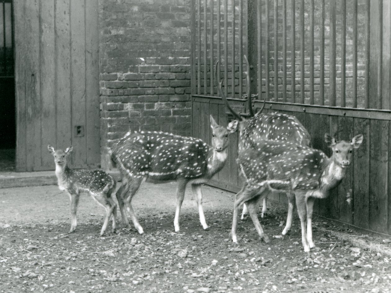 Four Axis Deer including a buck with antlers and a fawn, at London Zoo in 1926 by Frederick William Bond