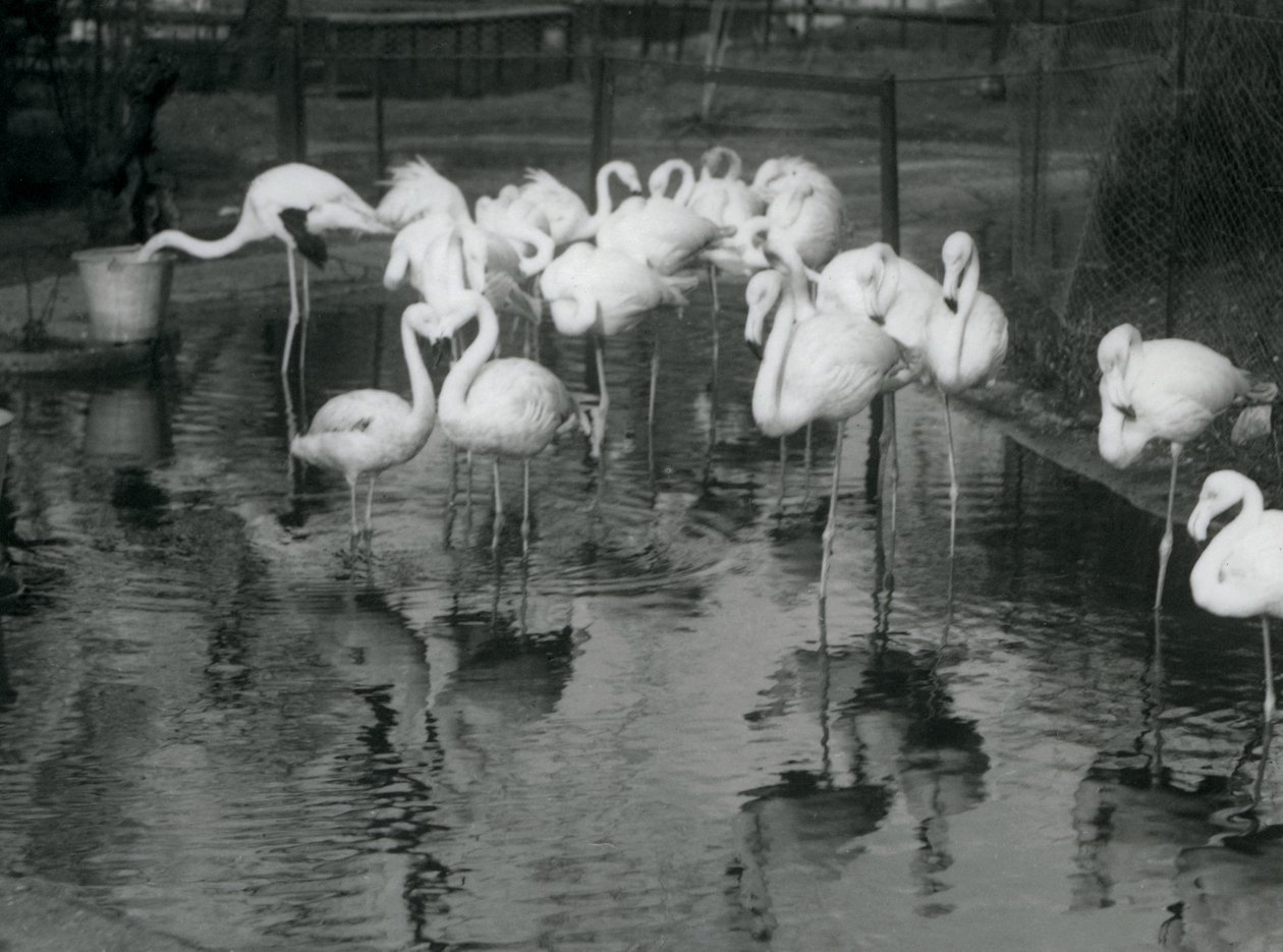 Greater Flamingos on their pond at London Zoo, 1926 by Frederick William Bond