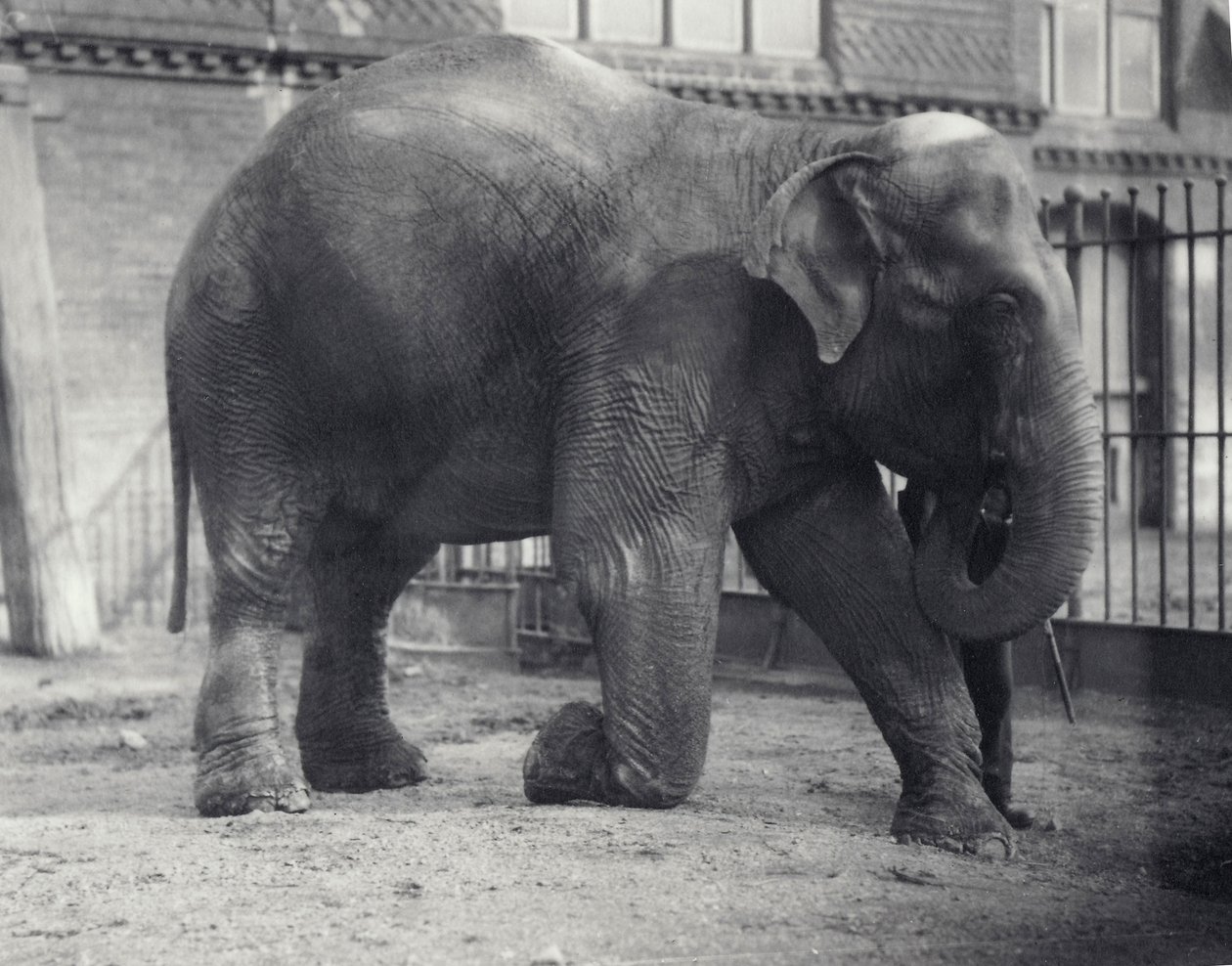 Indian Elephant, Assam Lukhi, Kneeling with Keeper at London Zoo, April 1914 by Frederick William Bond