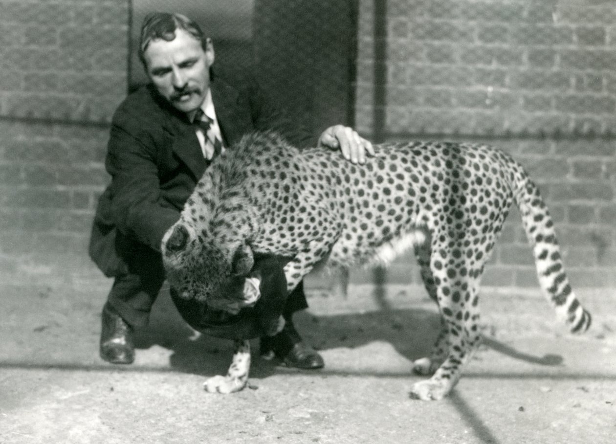 Keeper Charles Dixon with a Playful Cheetah at London Zoo by Frederick William Bond