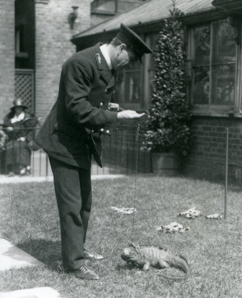 Keeper Collins on a lawn at London Zoo with a Clouded Rock Iguana on a lead, London Zoo, 1924 by Frederick William Bond