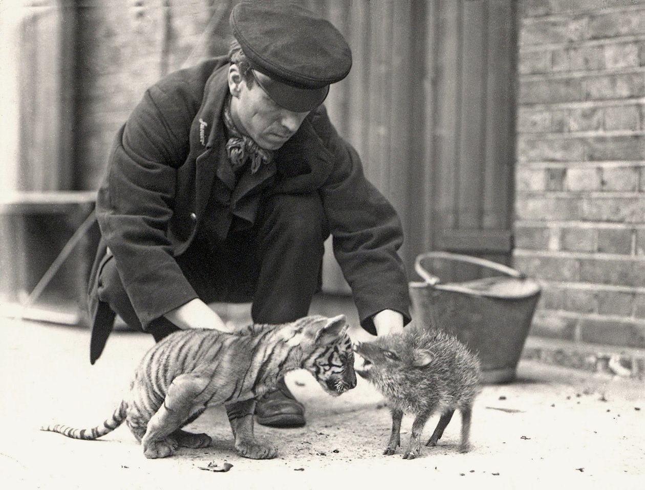 Keeper, H. Warwick, with a tiger cub and a peccary, taken at ZSL London Zoo, May 1914 by Frederick William Bond