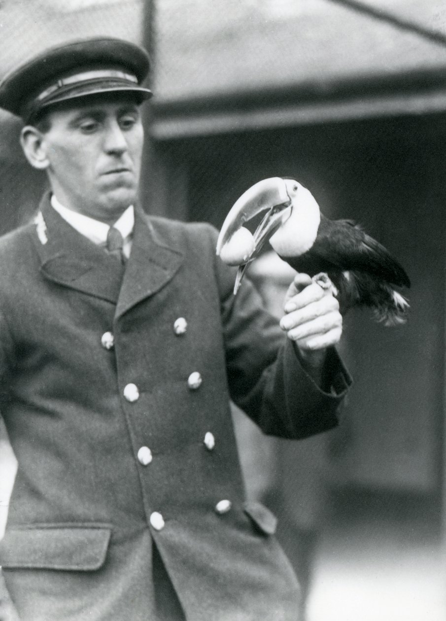 Keeper, Thomas Raggett, Holding a Red-billed Toucan with an Egg in Its Mouth at London Zoo in 1924 by Frederick William Bond