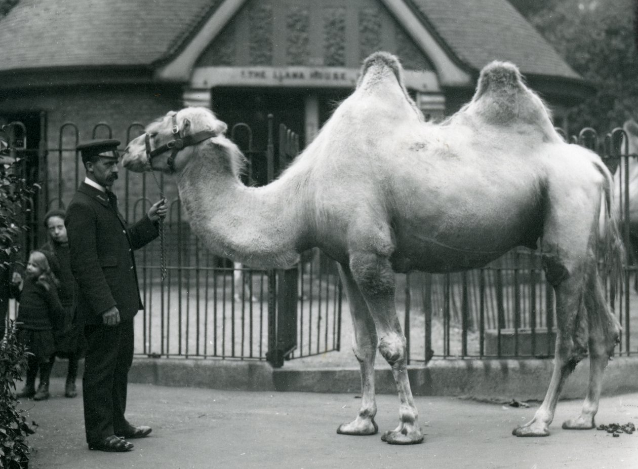 Keeper W. Styles, with a Bactrian Camel, outside the Llama House at London Zoo, July 1914 by Frederick William Bond