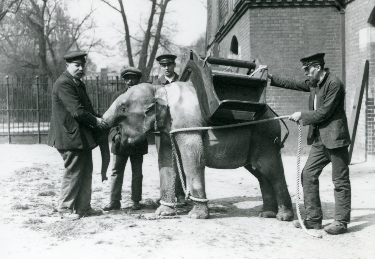 Keepers Jack Milbourne, H Robertson and Thomas train a young Asian ...