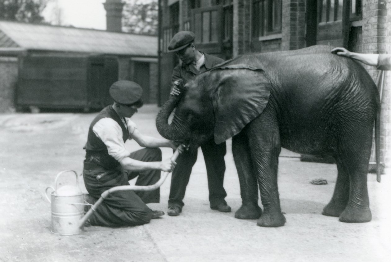 Keepers help young male African Elephant Kiberenge to drink from a hose, London Zoo, July 1924 by Frederick William Bond