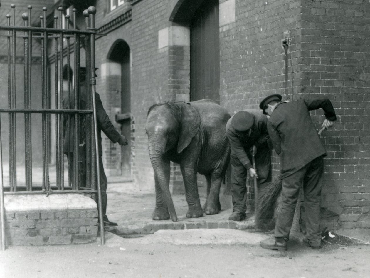 Keepers with Young Male African Elephant Kiberenge, London Zoo, 1924 by Frederick William Bond