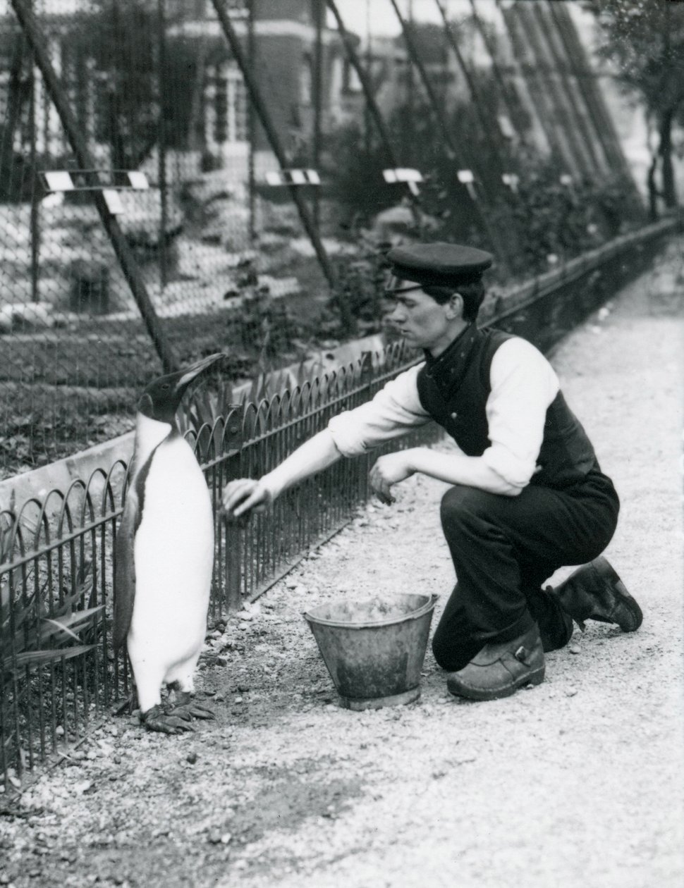 King Penguin, Being Given a Wash, by Keeper Harry Munro, with a Sponge at London Zoo May 1914. Munro was Killed in the First World War, Having Served in the Army, in Airships and on Anti-Submarine Patrol by Frederick William Bond