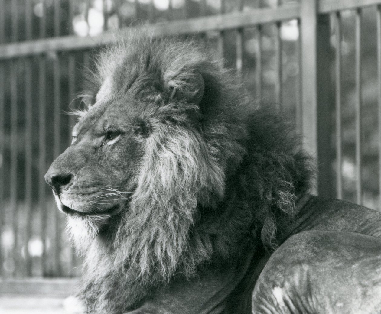 Male Lion Toto Lying in His Enclosure at London Zoo by Frederick William Bond