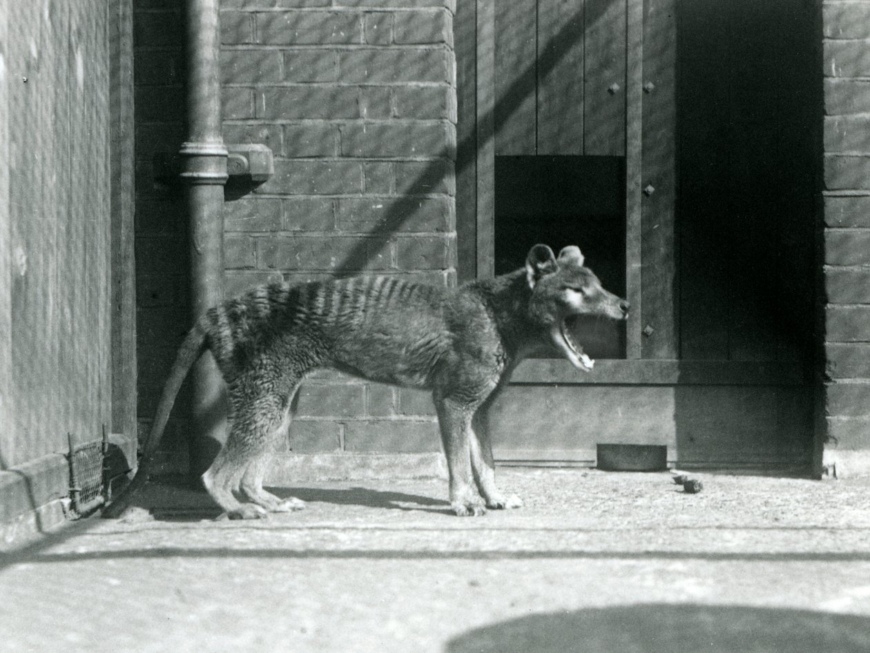 Thylacine/Tasmanian Wolf at London Zoo in August 1926 by Frederick William Bond
