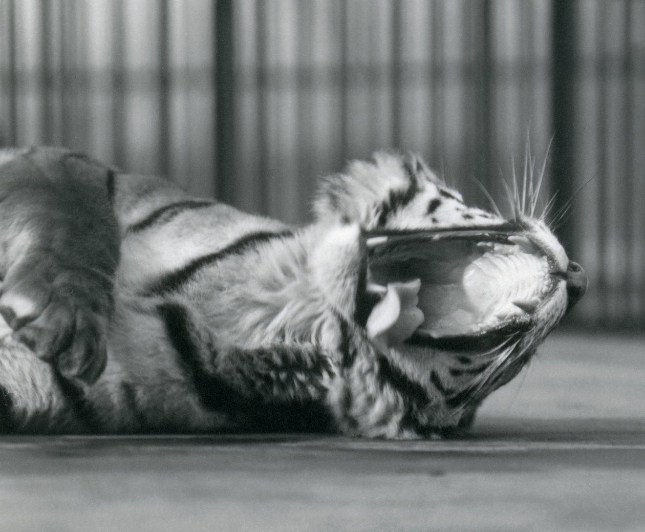 Tigress 