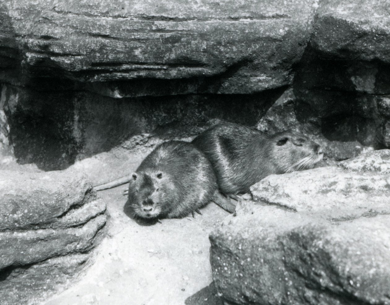 Two Coypu resting among rocks in their enclosure at London Zoo, April 1925 by Frederick William Bond
