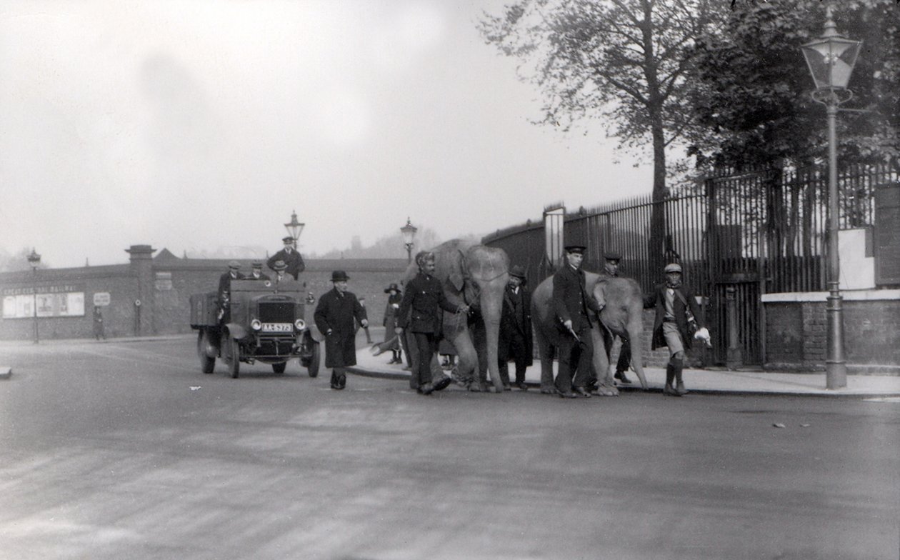 Walking a pair of elephants from the docks in 1923 to ZSL London Zoo, the last time this was ever done by Frederick William Bond