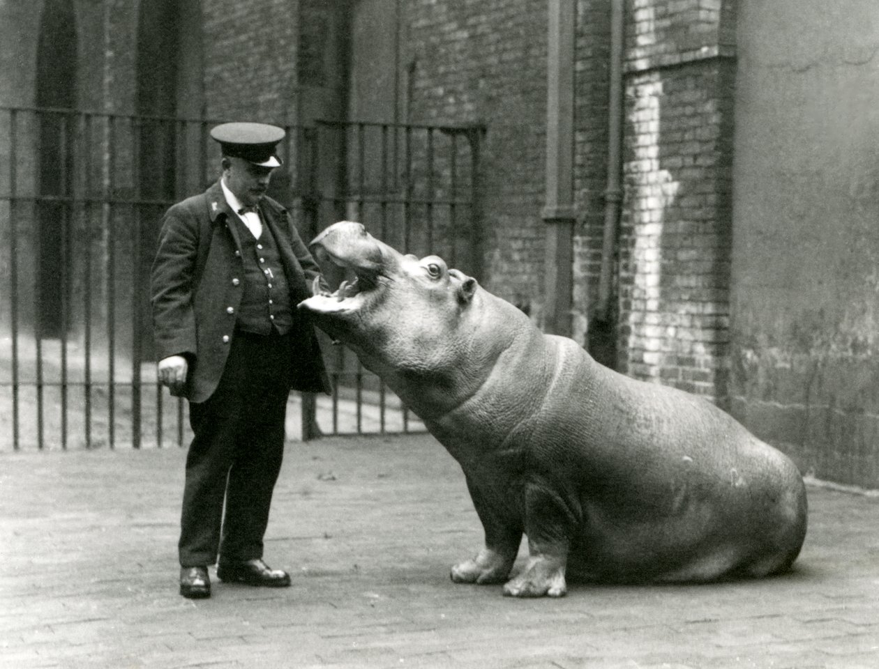 Young Hippopotamus Bobbie sitting for keeper Ernie Bowman, London Zoo, July 1923 by Frederick William Bond