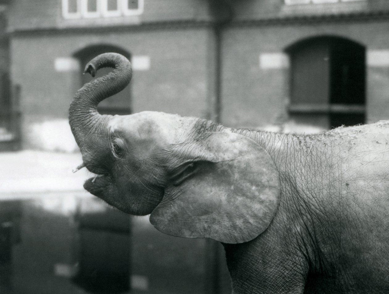 Young Female African Pygmy Elephant Oojah Raising Her Trunk at London Zoo, August 1925 by Frederick William Bond